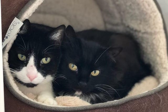Marcella and Sir Felix from the Cat and Rabbit Centre near Chichester, are both ten years old and need a home after their owner passed away. They need to be in a home with no other pets and no children. To register and interest call 01243 641409 SUS-200720-113159001