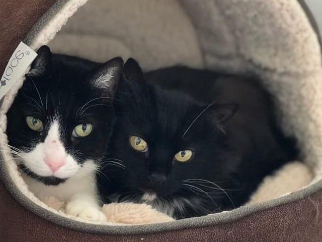 Marcella and Sir Felix from the Cat and Rabbit Centre near Chichester, are both ten years old and need a home after their owner passed away. They need to be in a home with no other pets and no children. To register and interest call 01243 641409 SUS-200720-113159001