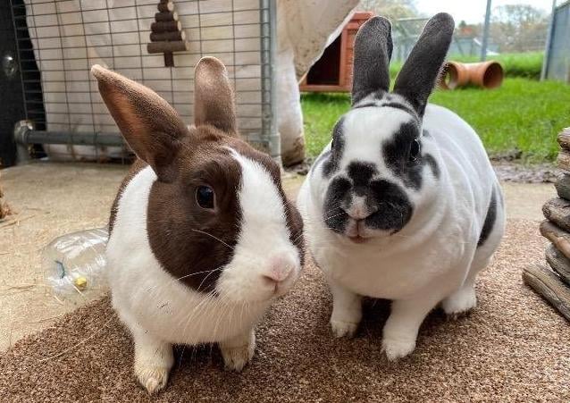 Ambrosia is a 6 year old brown and white spayed female and Granola is a 6 year old white and black neutered male rex rabbit from the Cat and Rabbit Rescue Centre, near Chichester. Ambrosia is a sweet and friendly girl but Granola can be a bit grumpy sometimes but he loves attention really and will nuzzle into your neck. To register an interest call 01243 641409 SUS-200720-113243001