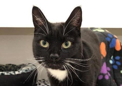 Katy Purry is a 4 year old spayed female cat at the Cat and Rabbit Rescue Centre, near Chichester. She is a sweet girl who loves having a fuss made of her and needs a home with no other pets. To register an interest call 01243 641409 SUS-200720-113216001