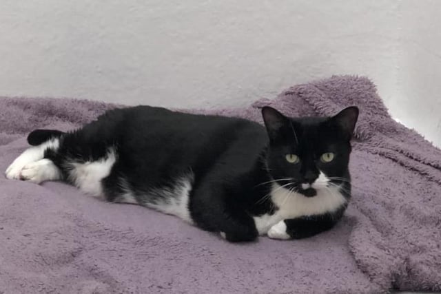 Jonas is a 9 year old neutered male cat at the Cat and Rabbit rescue Centre, near Chichester. He is a nervous cat who needs a home with no children or other pets. To Register and interest call 01243 641409 SUS-200720-113229001