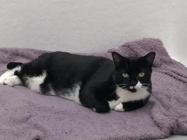 Jonas is a 9 year old neutered male cat at the Cat and Rabbit rescue Centre, near Chichester. He is a nervous cat who needs a home with no children or other pets. To Register and interest call 01243 641409 SUS-200720-113229001