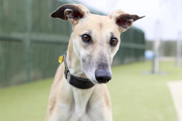 Lacey from Shoreham Dogs Trust needs to be the only pet in a quiet, adult only, household.  To register an interest in Lacey, a four year old Lurcher call 020 7837 0006 (Mon-Fri 9am-5pm) SUS-200720-103337001
