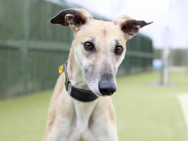 Lacey from Shoreham Dogs Trust needs to be the only pet in a quiet, adult only, household.  To register an interest in Lacey, a four year old Lurcher call 020 7837 0006 (Mon-Fri 9am-5pm) SUS-200720-103337001