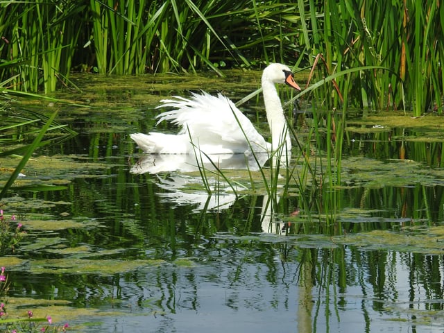This beautiful resident of Pevensey Marshes was snapped by Rob Torre. SUS-200722-112419001