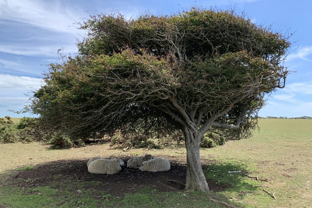 Abigail Levesque found these sheep sheltering under at tree at Crowlink and took this picture with an  iPhone XS. SUS-200508-095831001