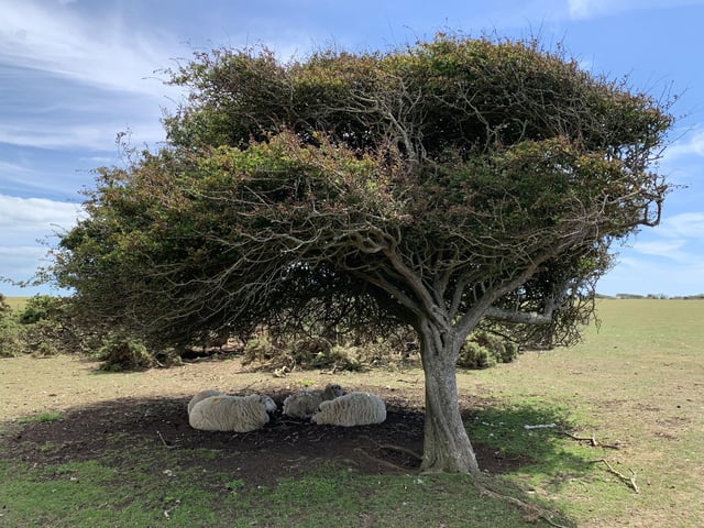 Abigail Levesque found these sheep sheltering under at tree at Crowlink and took this picture with an  iPhone XS. SUS-200508-095831001