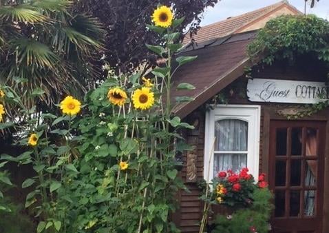 Carol Kircher snapped these sunflowers standing tall and proud in her Eastbourne back garden. SUS-200508-114224001