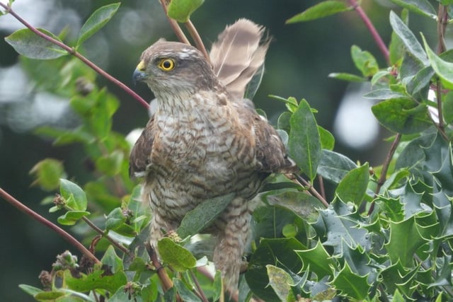 Carlos Fernandez (local birder) snapped this sparrowhawk while home working in Eastbourne. "He was after the sparrows living in the garden," he said. SUS-200508-120840001