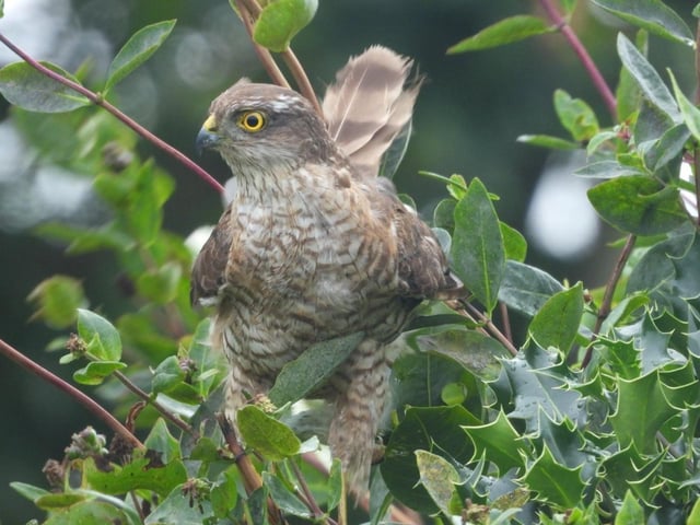 Carlos Fernandez (local birder) snapped this sparrowhawk while home working in Eastbourne. "He was after the sparrows living in the garden," he said. SUS-200508-120840001