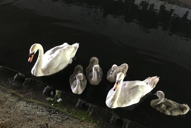 Jacqui Astridge found this swan family in Pigs Lane between Langney and Hampden Park. She took the photo with an iPhone 5. SUS-200508-121111001