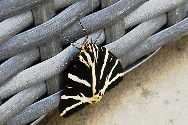 Richard and Lynette Newman sent us this photo of a Jersey tiger moth, which visited their garden in Meads. The photograph was taken with a Nikon D750. SUS-200508-121914001