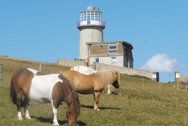 Ponies at Belle Tout, taken by Roger Grout on a Lumix TZ57 on a walk from Birling Gap. "Thank you and keep safe," he said. SUS-200508-122606001