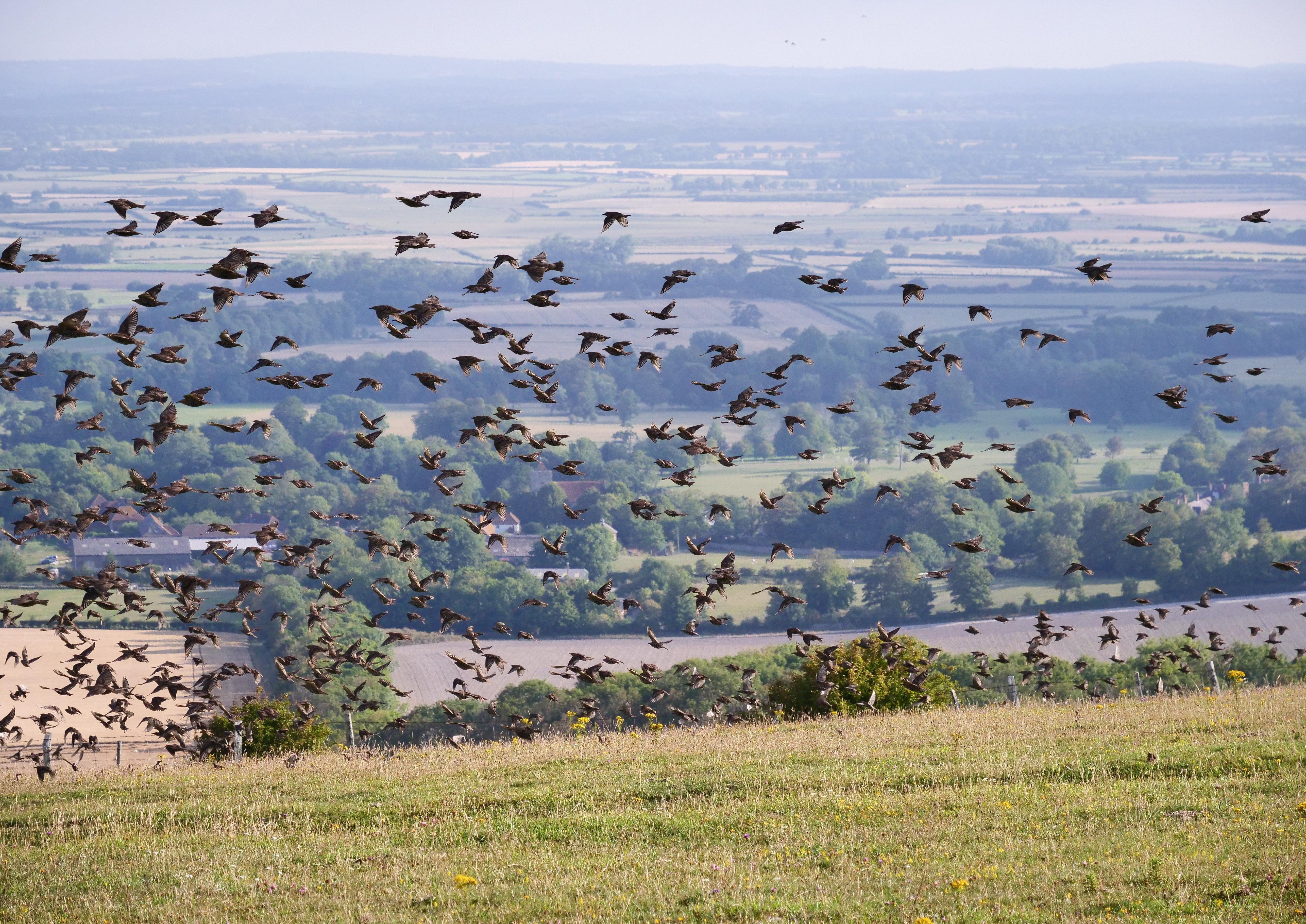Gerry Bennett took an early morning trip to Firle Beacon - and captured this spectacular sight. "A surprise! A murmuration of starlings, several hundred strong, performed their acrobatics right in front of me - somewhat mesmerising - and a quick change of camera settings was required to freeze the frenetic action. It may not be Brighton Pier, Ham Wall, Temple Meads Station (Bristol), but it is difficult to put into words just what Mother Nature can do to entertain us," he said. SUS-200508-094824001