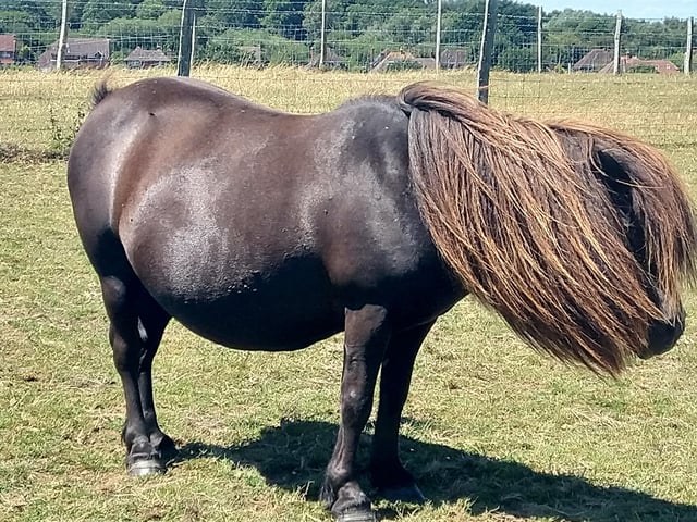 Bad hair day! Ruth Campbell caught up with this windswept Shetland pony on a walk to Arlington Reservoir. She took the photo with a Nokia phone. SUS-200508-095355001