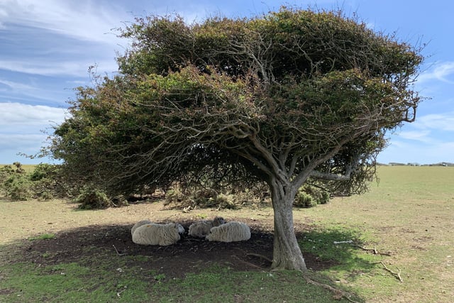 Abigail Levesque found these sheep sheltering under at tree at Crowlink and took this picutre with an  iPhone XS. SUS-200508-095831001