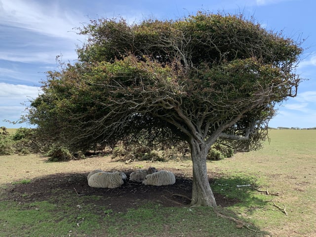 Abigail Levesque found these sheep sheltering under at tree at Crowlink and took this picutre with an iPhone XS. SUS-200508-095831001