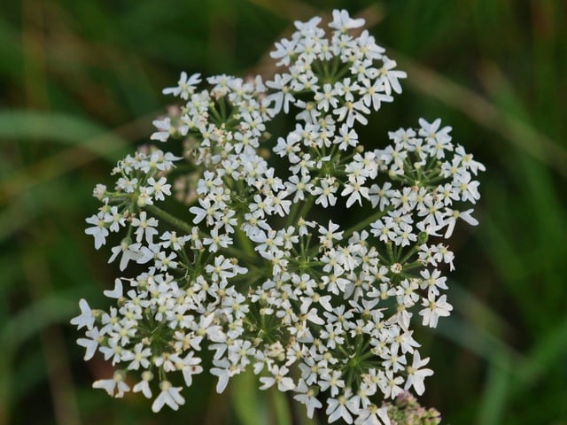 Cow parsley at Firle Beacon, by Gerry Bennett. SUS-200508-100747001