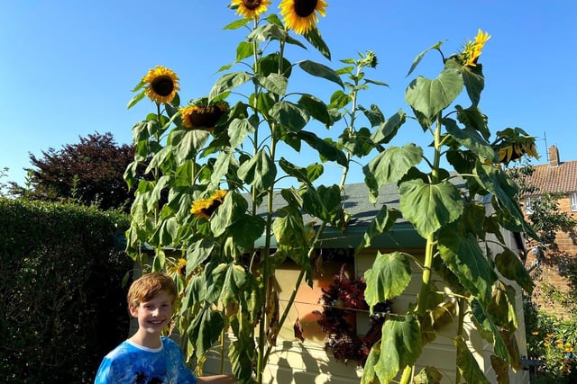 Lawrie Stainer, 11, from Storrington with his giant sunflowers SUS-201108-165421001