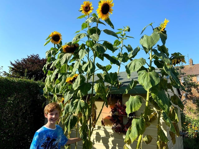 Lawrie Stainer, 11, from Storrington with his giant sunflowers SUS-201108-165421001