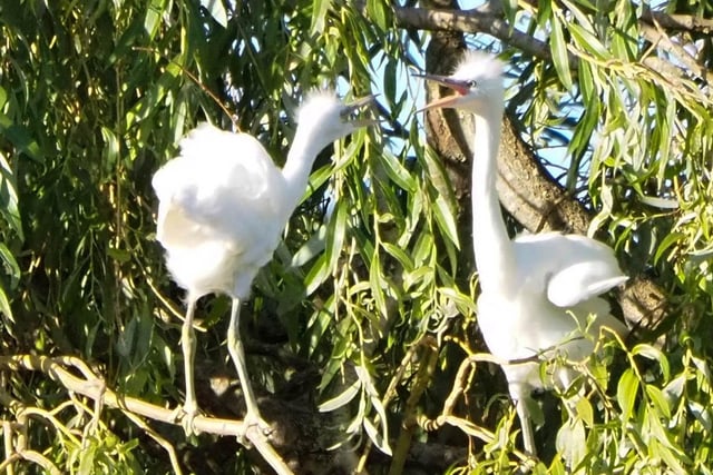Egret chicks in Hampden Park, taken by Derek A Briggs with a an Olympus mirrorless camera. "This is the first time they have ever bred in Hampden Park," he said. SUS-200826-122201001