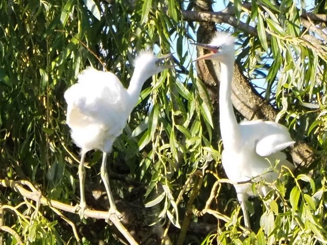 Egret chicks in Hampden Park, taken by Derek A Briggs with a an Olympus mirrorless camera. "This is the first time they have ever bred in Hampden Park," he said. SUS-200826-122201001