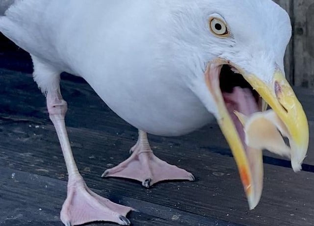 Breakfast time! This cheeky seagull was snapped by Anne Norton with an iPhone. SUS-200826-122829001