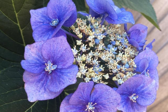 "Pretty hydrangea in my grandma's garden," said Bella Mackay, 12, who took this photograph with an iPhone. SUS-200826-123300001