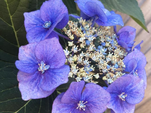 "Pretty hydrangea in my grandma's garden," said Bella Mackay, 12, who took this photograph with an iPhone. SUS-200826-123300001