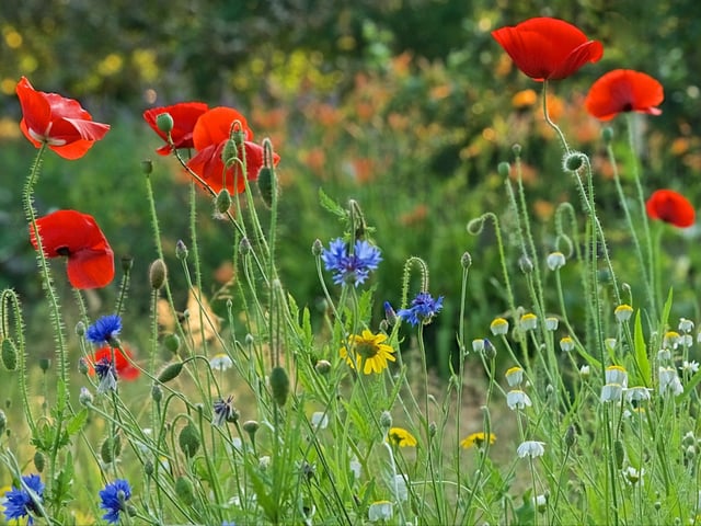 Martin Rumary took this photograph of wildflowers in a friend's garden back in July. SUS-200826-123740001
