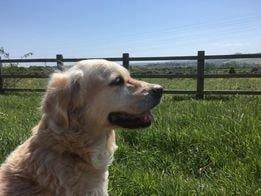 Ruby enjoying the Cuckoo Trail