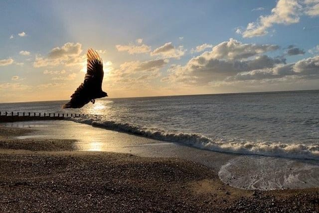 "A bird photo bombed my beautiful scene and proved to make it better!" said Neda Kayyali, who took this shot at Eastbourne seafront. SUS-200826-124442001