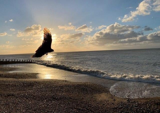 "A bird photo bombed my beautiful scene and proved to make it better!" said Neda Kayyali, who took this shot at Eastbourne seafront. SUS-200826-124442001