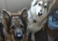 Luna and Jaz