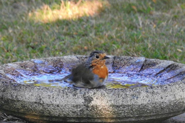 "Young robin keeping cool during thehot weather," said Rob Torre, who took this photo in his Westham garden. SUS-200826-124853001