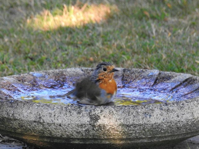 "Young robin keeping cool during thehot weather," said Rob Torre, who took this photo in his Westham garden. SUS-200826-124853001