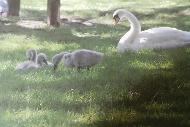 Elaine Martin took this photograph of a swan with cygnets in Hampden Park, SUS-200826-131845001