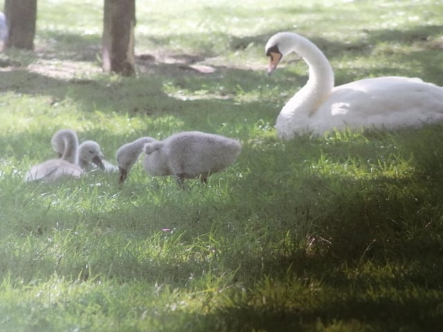 Elaine Martin took this photograph of a swan with cygnets in Hampden Park, SUS-200826-131845001