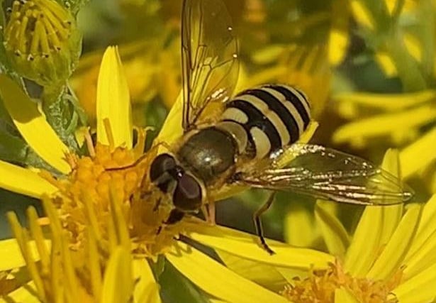 A hoverfly enjoying the sun at Butchershole, Friston Forest, by Karen Lindsay. SUS-200826-132653001