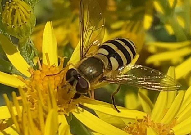 A hoverfly enjoying the sun at Butchershole, Friston Forest, by Karen Lindsay. SUS-200826-132653001