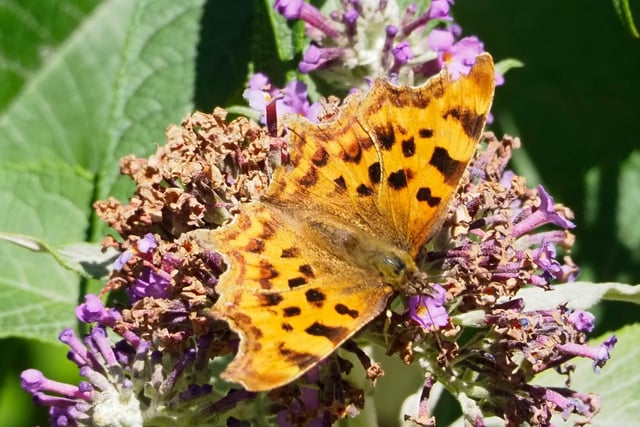 Comma butterfly, taken at Hampden Park by Derek A Briggs, with an Olympus mirrorless camera, SUS-200826-133059001
