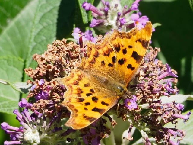 Comma butterfly, taken at Hampden Park by Derek A Briggs, with an Olympus mirrorless camera, SUS-200826-133059001