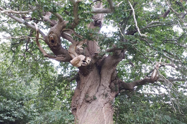 Alison Cushing sent us this picture of a 'wonderfully old' tree, behind Herstmonceux Castle. SUS-200209-094012001