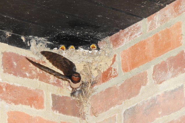 Klaus Jerzembeck found that a pair of swallows had decided to start a family in his porch in Herstmonceux, and sent us this striking photo. SUS-200209-095537001