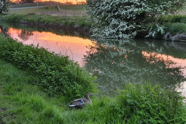 A female mallard surveys the canal in this rather pastoral scene, captured by Zoe Rebecca.