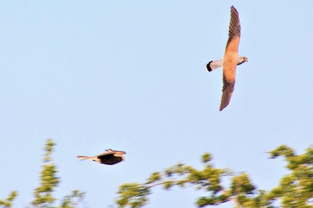 Kate-Jane Mack managed to capture these birds of prey in flight.