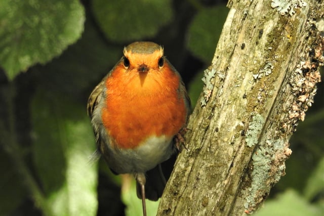"Looking forward to Christmas?" asks Rob Torre, who snapped this robin on Pevensey Marshes. SUS-200909-104315001