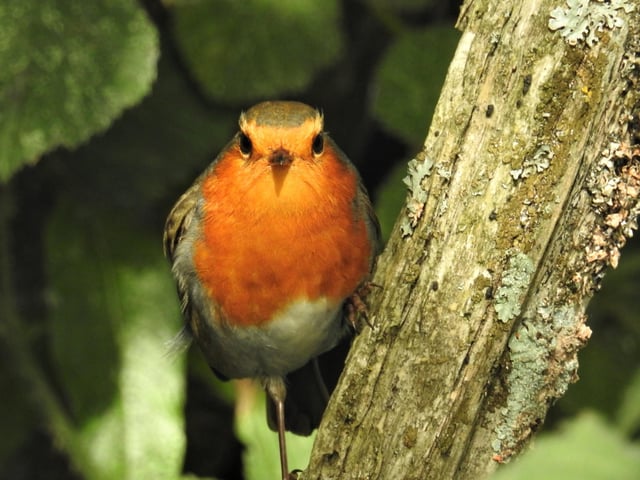 "Looking forward to Christmas?" asks Rob Torre, who snapped this robin on Pevensey Marshes. SUS-200909-104315001