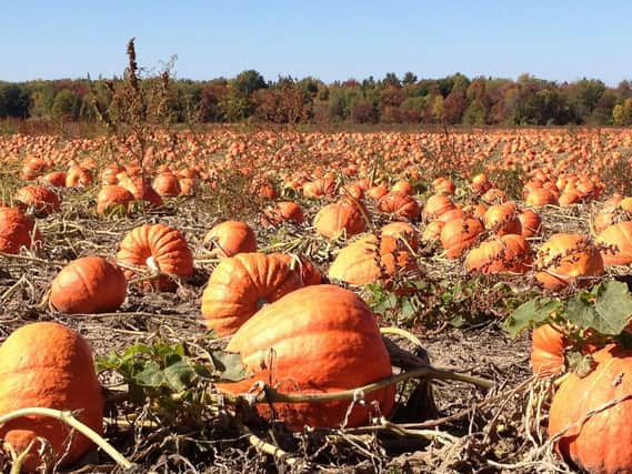 Get your pumpkin picking day booked in now.