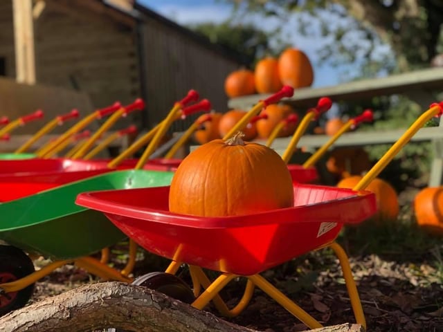 Located in Desborough, West Lodge has changed the way it runs its halloween fun this year to allow for social distancing.
From October 17 until November 1, the pumpkin patch will be available, but customers need to book a time slot of an hour to be allowed on.
Costing £14, the ticket includes entrance to the farm, the chance to pick a pumpkin and carve it, a wand making activity, a witch’s house tour and more spooky activities.
Visit the farm's website to find tickets.